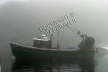 Avalon Fog - New Harbor ME