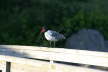 Laughing Gull