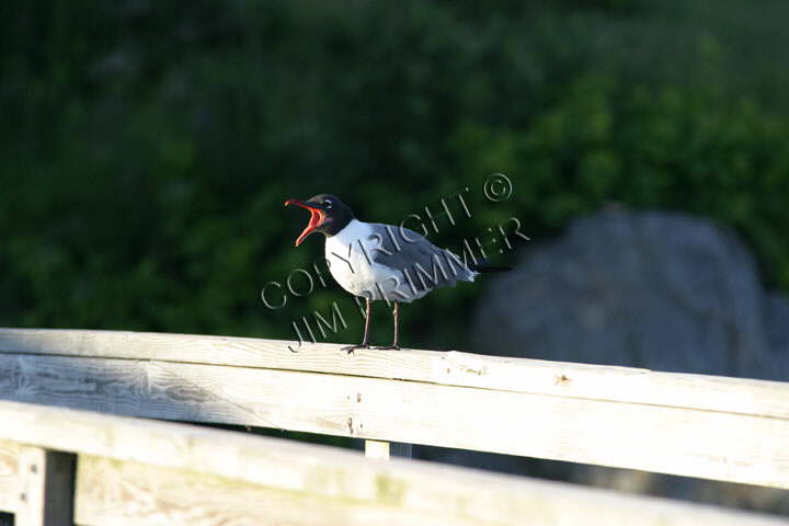 Laughing Gull