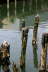 Reflective Pilings