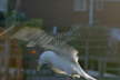 Gull Take Off