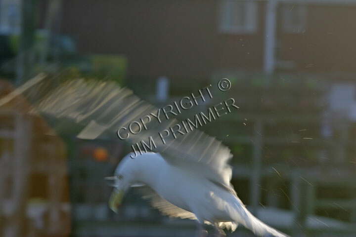 Gull Take Off