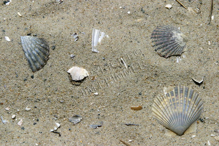 Sea Shells