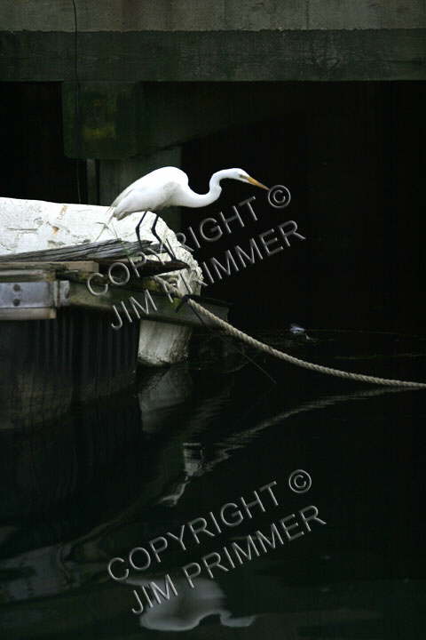 Snow Herron At Gloucester Harbor
