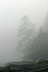Tree In Fog