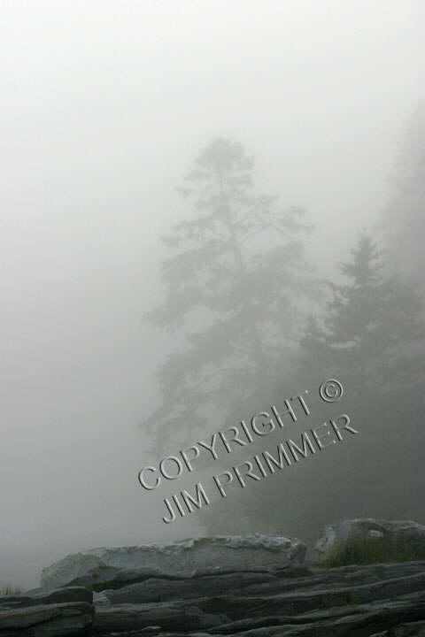 Tree In Fog